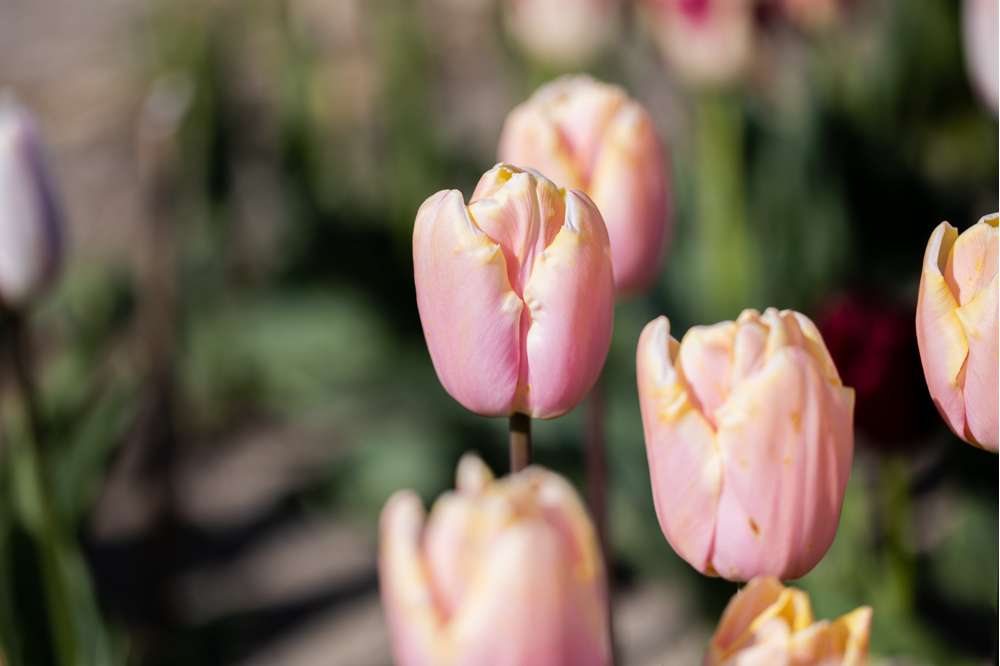 Tulipan 'Mango Charm'